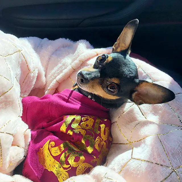 A Toy Fox Terrier wearing a pink jacket while lying in the passenger seat