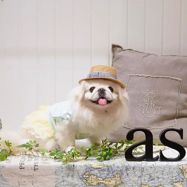 A Pekingese in her cute dress and hat while standing on top of the bed