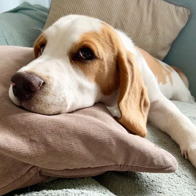 A tired Beagle lying on the bed