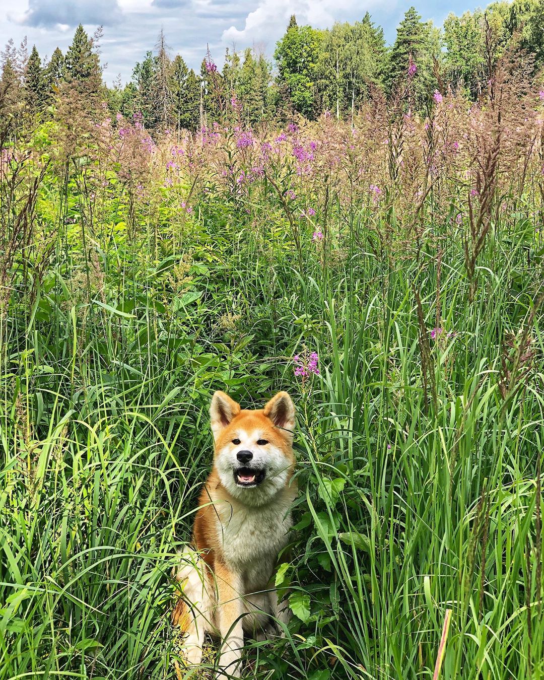 Akita Inu sitting in the middle of the field of grass