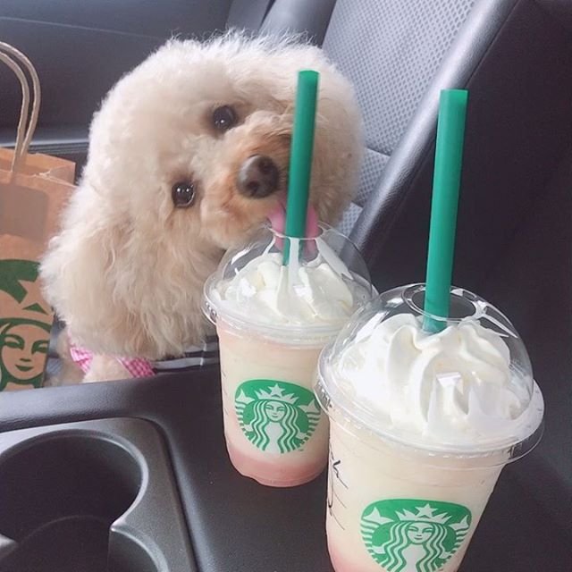 A Bichon Frise sitting in the passenger seat while licking a starbucks drink