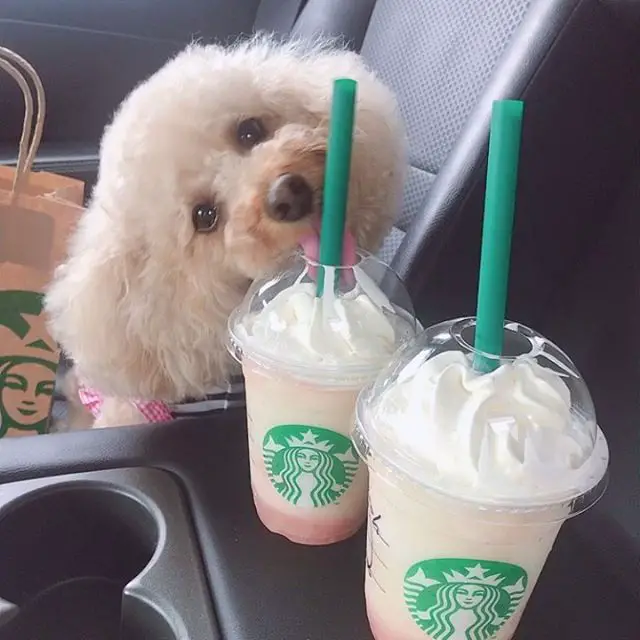A Bichon Frise sitting in the passenger seat while licking a starbucks drink