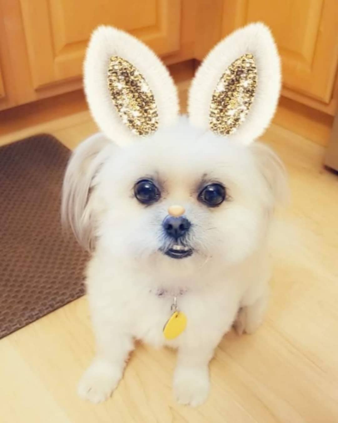 A Shih Tzu wearing bunny ears while sitting on the floor