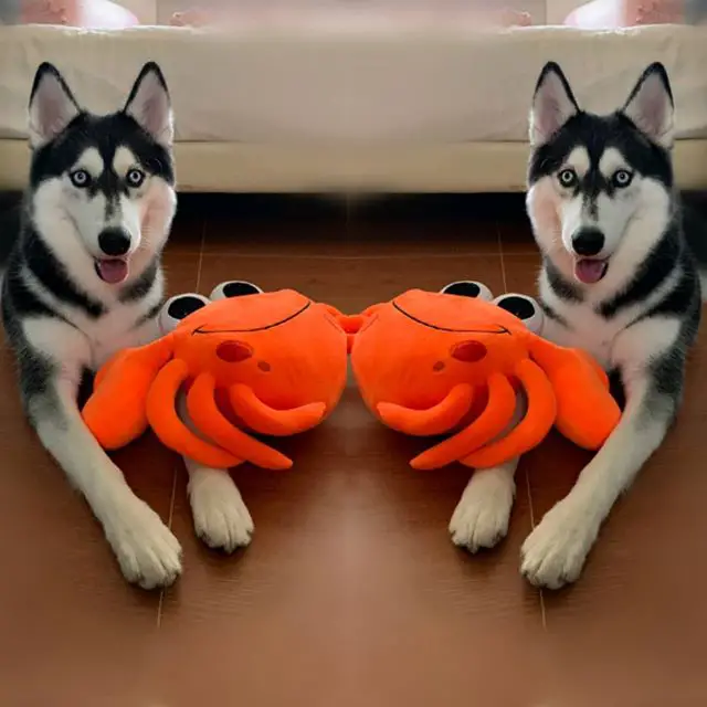 mirrored photo of a Siberian Husky lying on the floor with its crab stuffed toy