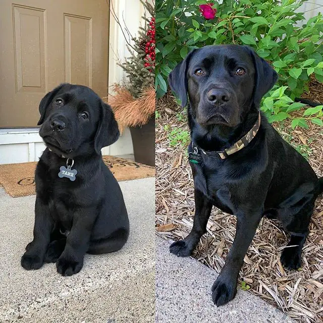 puppyhood and adult photo of a black Labrador