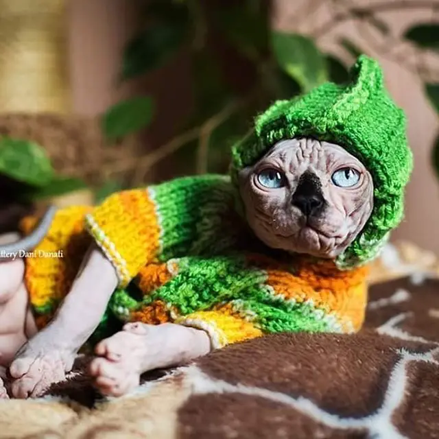 A Sphynx Cat wearing green and yellow sweater and beanie lying on the couch