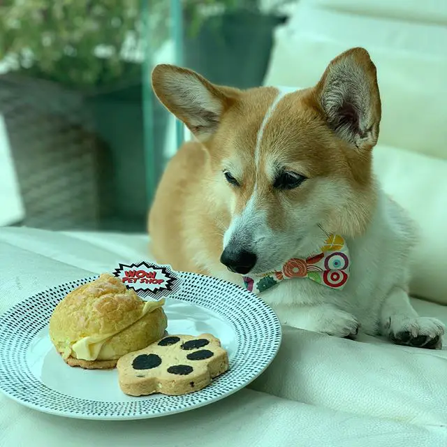 A Corgi sitting at the table while staring at the table on the plate