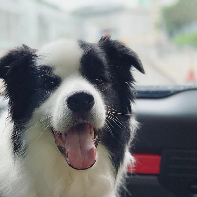 a happy Border Collie puppy sitting inside the car