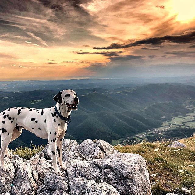 A Dalmatian standing on top of the rocks in the mountain