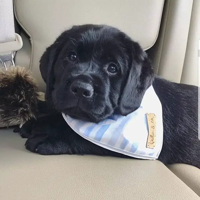 A black Labrador puppy wearing a scarf while lying in the backseat