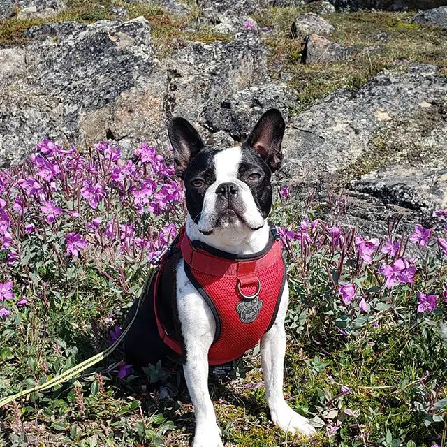 A Boston Terrier sitting on the ground with purple flowers behing him