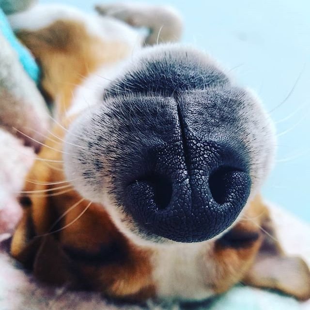 Jack Russell Terrier sleeping on its back with a close up of its nose