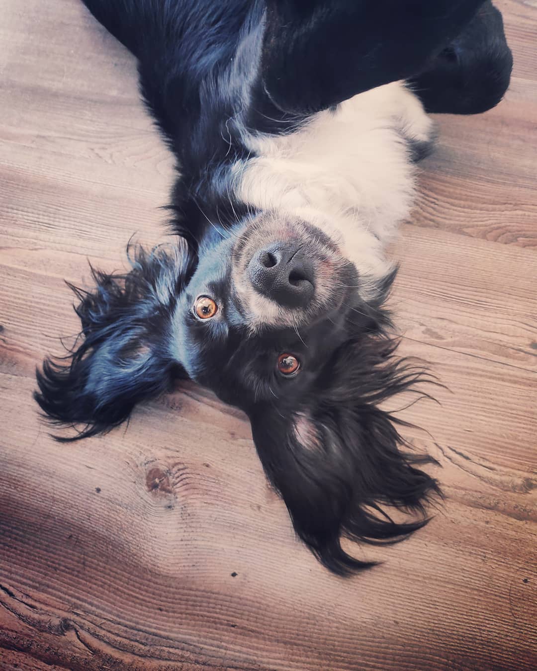 Border Collie lying upside down on the wooden floor