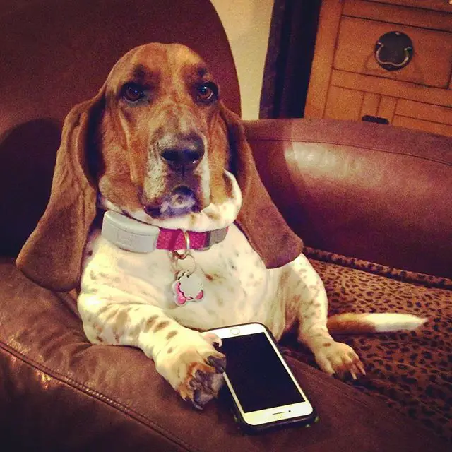 A Basset Hound sitting on the couch with a phone in its paws