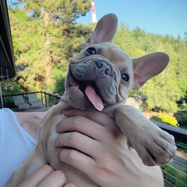 happy French Bulldog with its tongue out