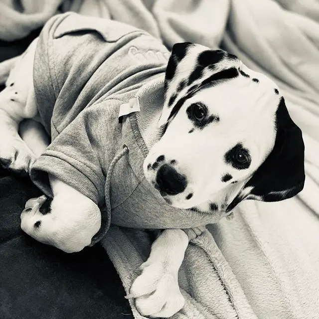 A Dalmatian puppy wearing a sweater while lying on the bed