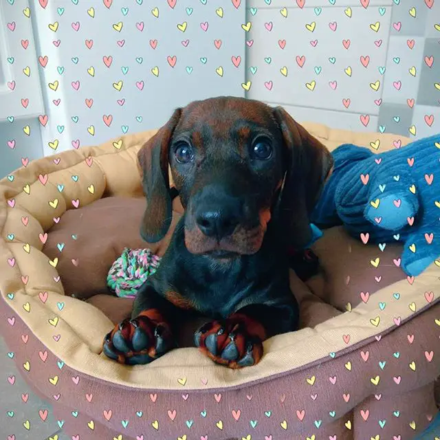 A Dachshund lying on the bed