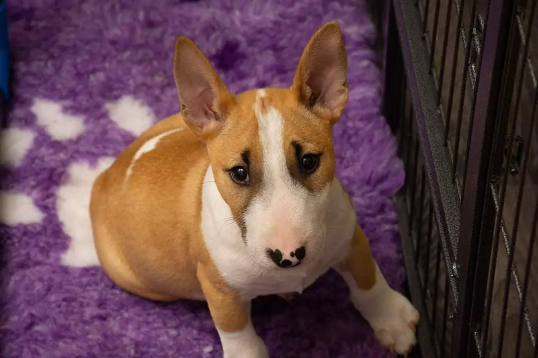 A Bull Terrier puppy sitting inside the crate
