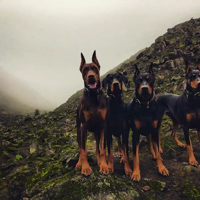 four Dobermans standing in the mountain