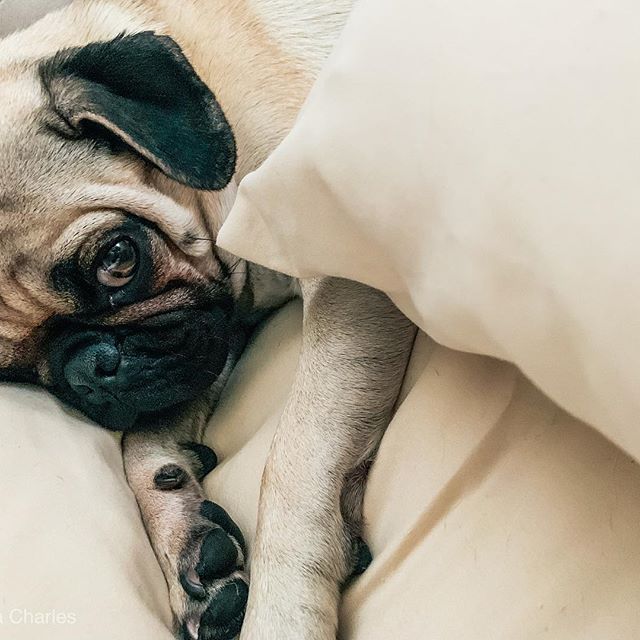 A Pug lying on the bed behind the pillow