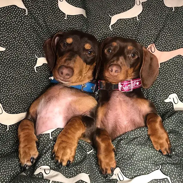 two Dachshunds lying on the bed next to each while snuggled in blanket