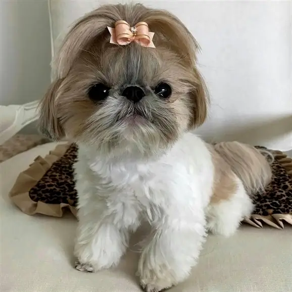 Shih Tzu with peach ribbon hair tie on top of its head sitting on the floor