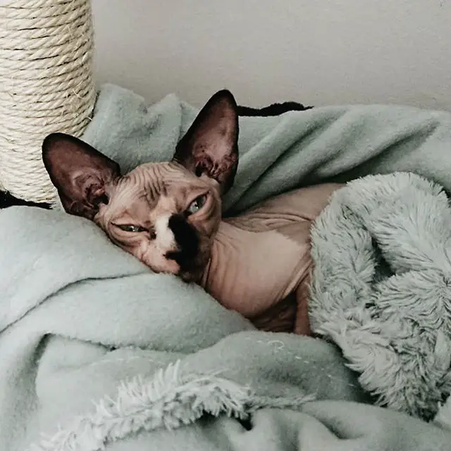 A sleepy Sphynx Cat lying on its bed