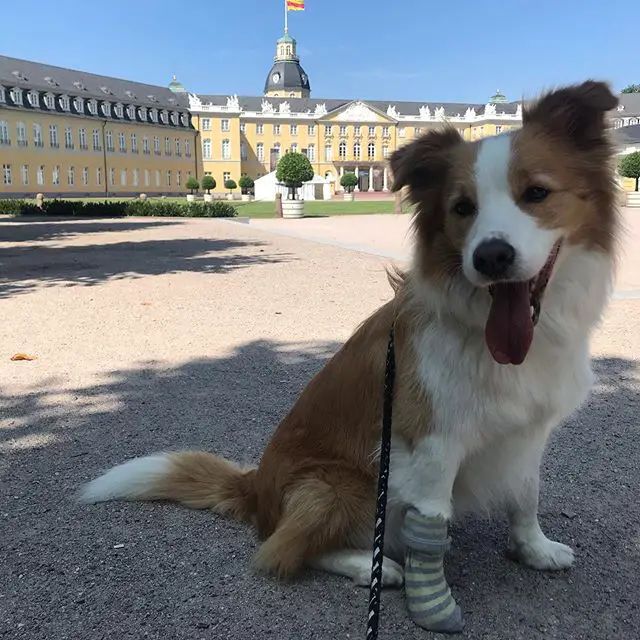 Border Collie sitting on the ground with a school building behind him