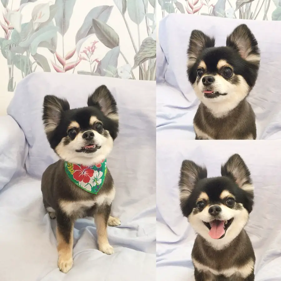 collage photos of a Chihuahua sitting on the couch