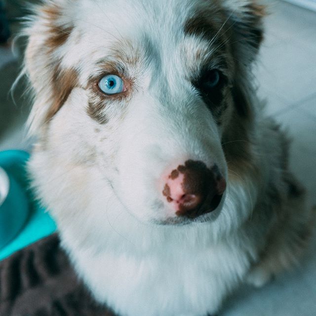 Border Collie sitting on the floor with its serious face