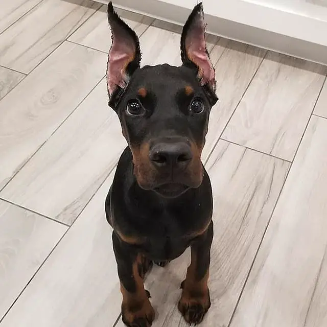 A Doberman puppy sitting on the floor with its begging face