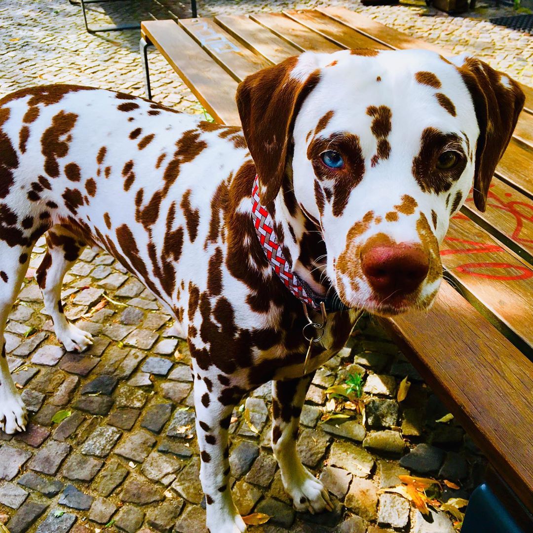 An Espresso Dalmatian standing on the pavement next to the bench at the park