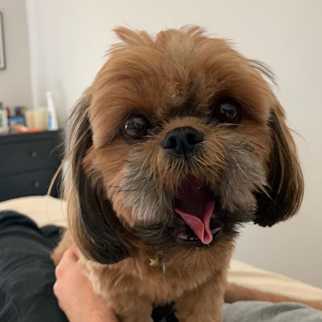 brown Shih Tzu sitting on top of a person's body