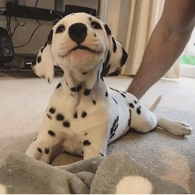 A Dalmatian puppy with a stuffed toy in front of him