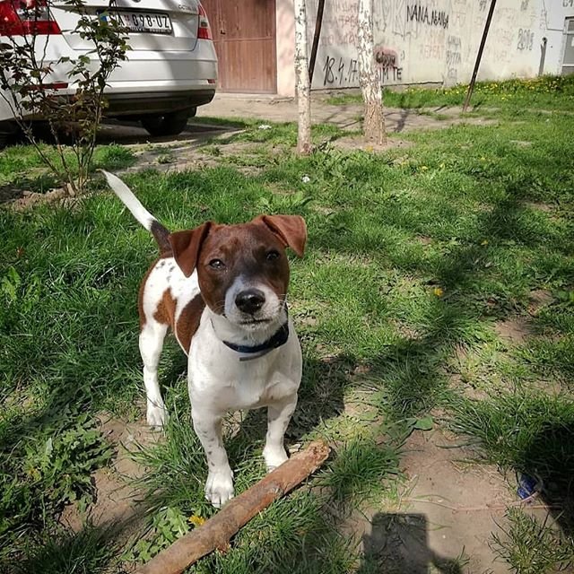 Jack Russell Terrier in the yard with a stick on the grass