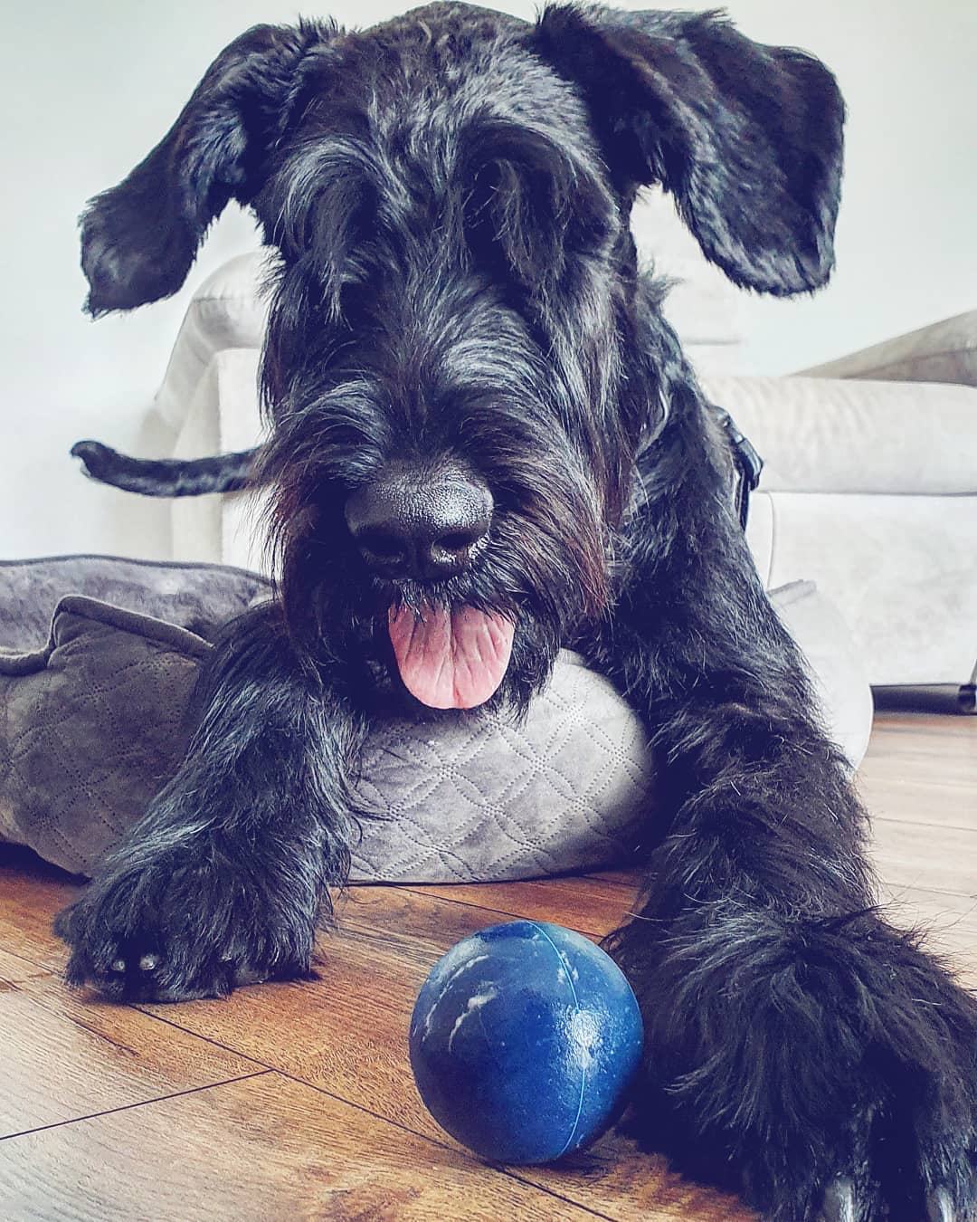 A black Schnauzer lying on its bed with a blue ball next tp its paw on the floor