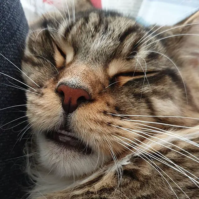 sleeping tabby Maine Coon Cat