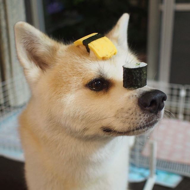 An Akita Inu with sushi on top of its muzzle and head