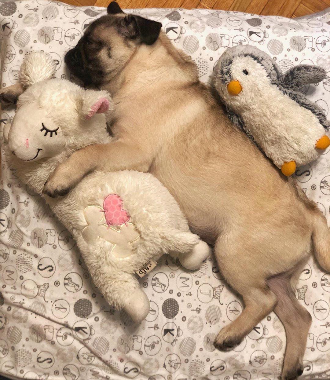 A Pug sleeping on the bed with its penguin and sheep stuffed toy