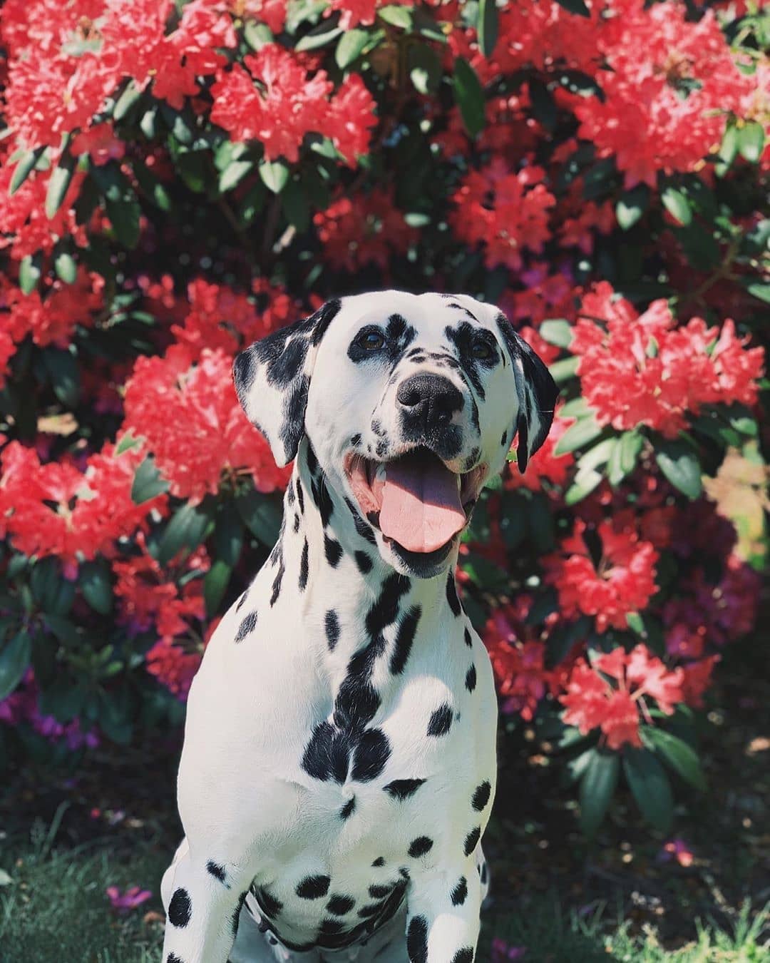 A Dalmatian sitting in the garden with bright pink flowers behind him
