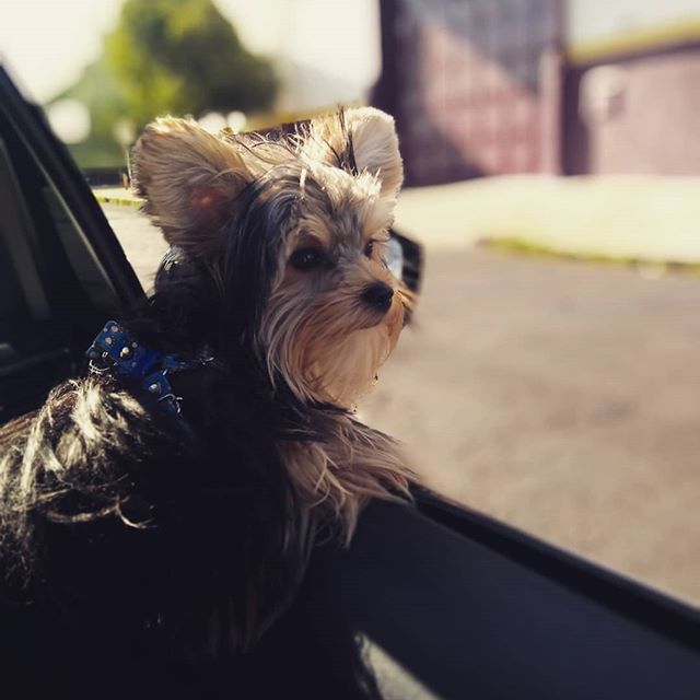 Yorkshire Terrier with its head outside the car window