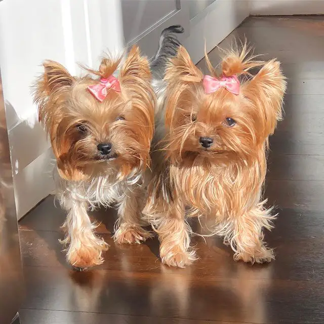 two Yorkshire Terriers with matching pink ribbon hair tie on top of their heads while standing next to each other under the sun