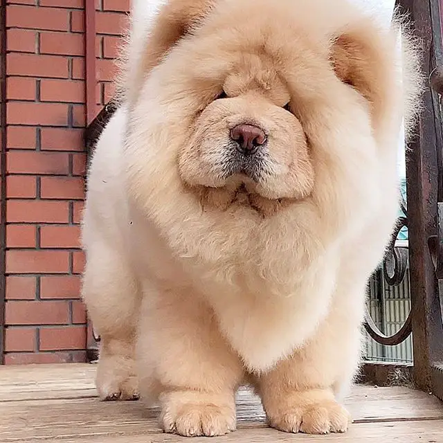 fluffy Chow Chow standing by the railings in the balcony