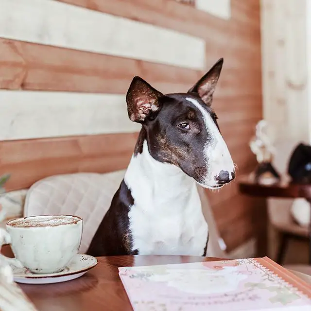 A Bull Terrier sitting at the table