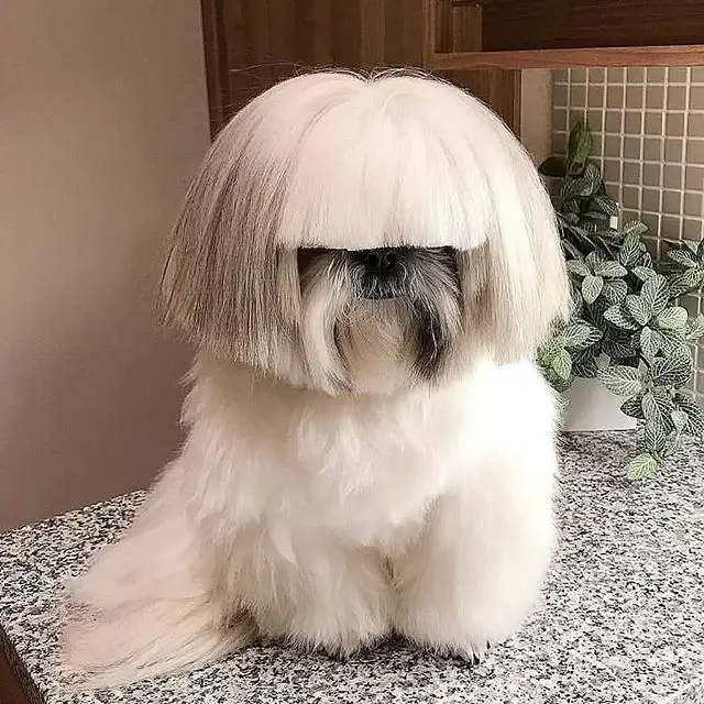 A Shih Tzu with a funny hairstyle sitting on top of the counter