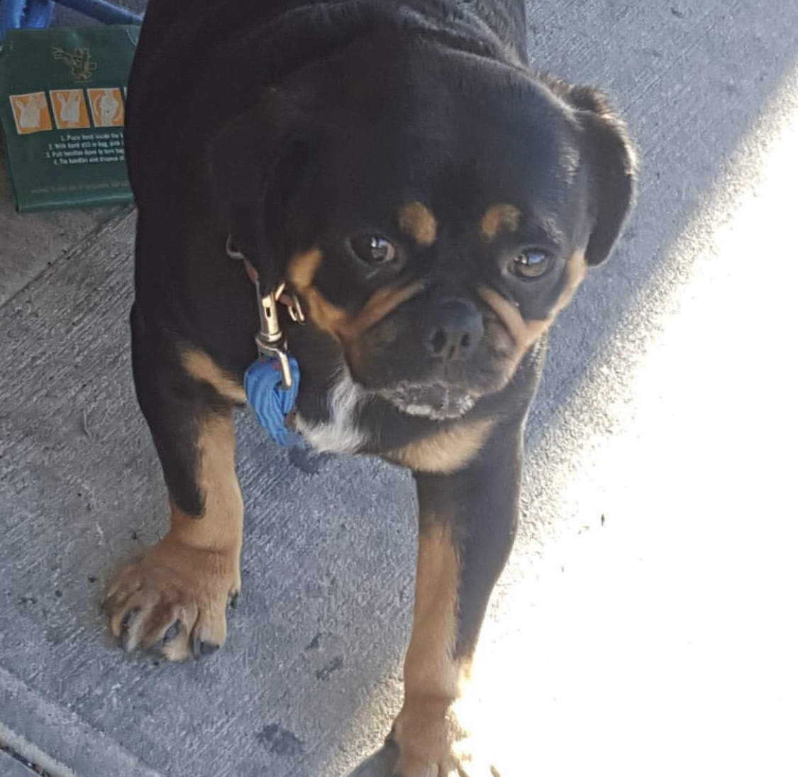 Pugtweiler standing on the concrete