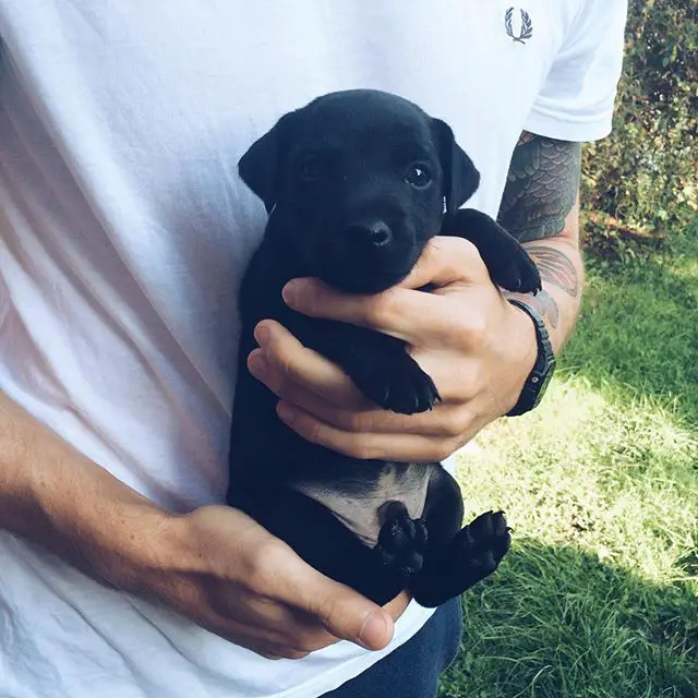man holding a Jagdterrier puppy