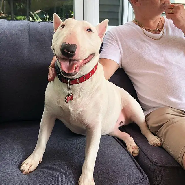 A Bull Terrier sitting on the couch next to a man
