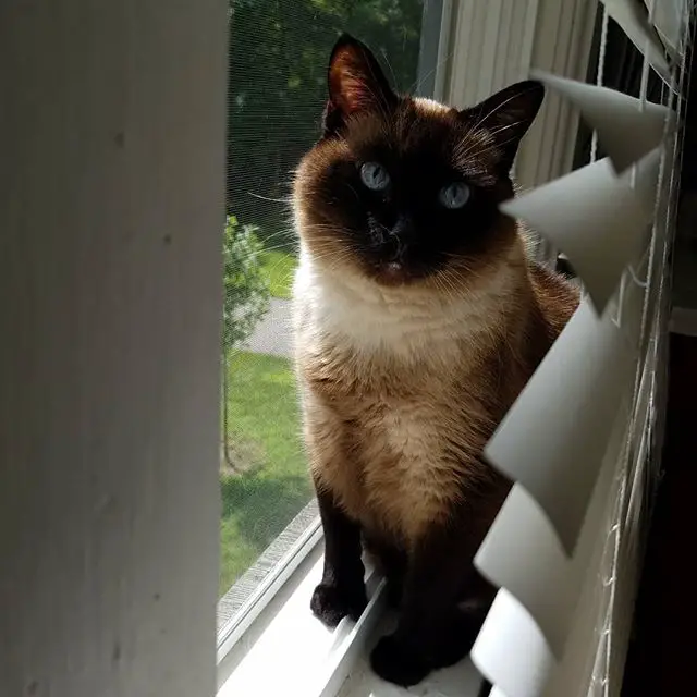 Siamese Cat sitting by the window behind the plastic blinds