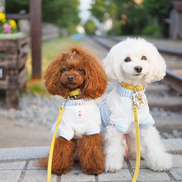 white and red Poodle in their matching sweaters while sitting on the pavement by the railway